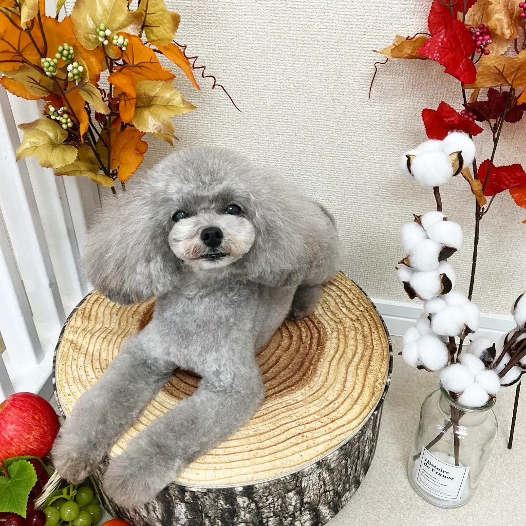 トリミングカット Dog salon +CUTEの2枚目