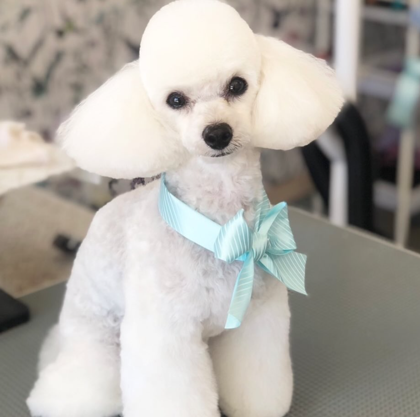 Dog and Sea 8