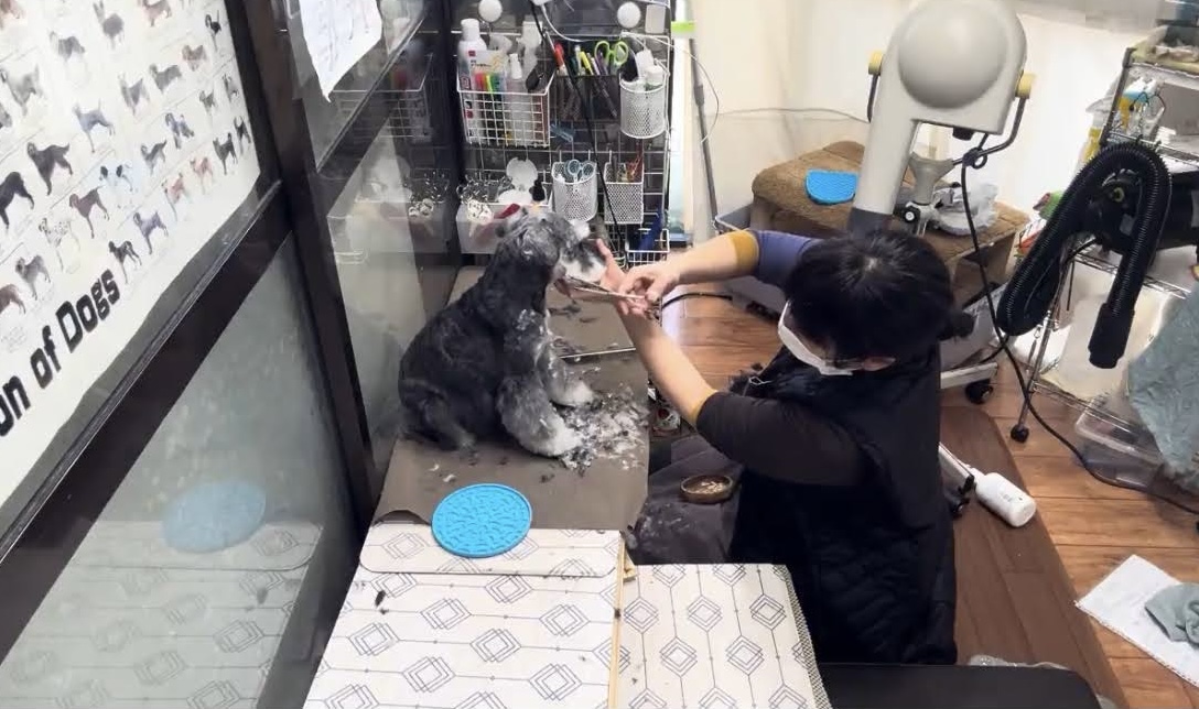 兵庫県西宮市のトリミングサロン Dog ケア Salon CANDYの8枚目