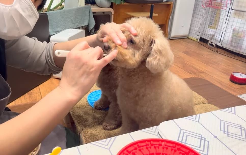 兵庫県西宮市のトリミングサロン Dog ケア Salon CANDYの7枚目