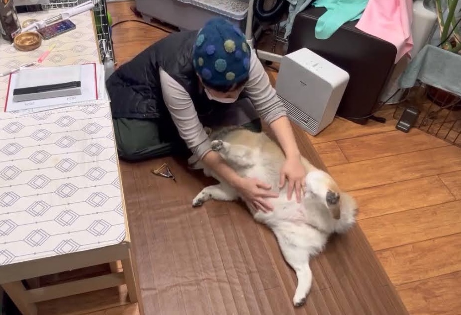 兵庫県西宮市のトリミングサロン Dog ケア Salon CANDYの6枚目