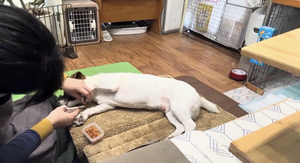 兵庫県西宮市のトリミングサロン Dog ケア Salon CANDYの5枚目