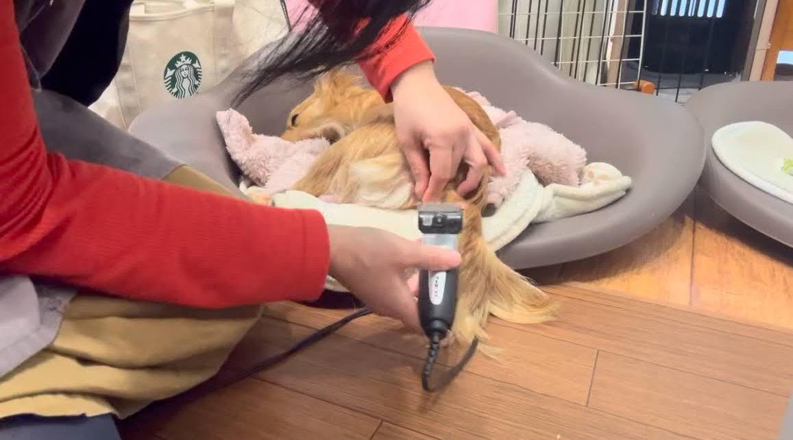兵庫県西宮市のトリミングサロン Dog ケア Salon CANDYの3枚目