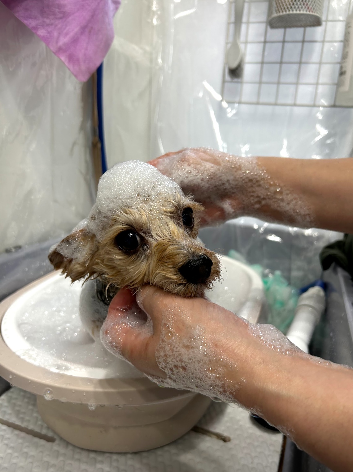 兵庫県西宮市のトリミングサロン Dog ケア Salon CANDYの9枚目