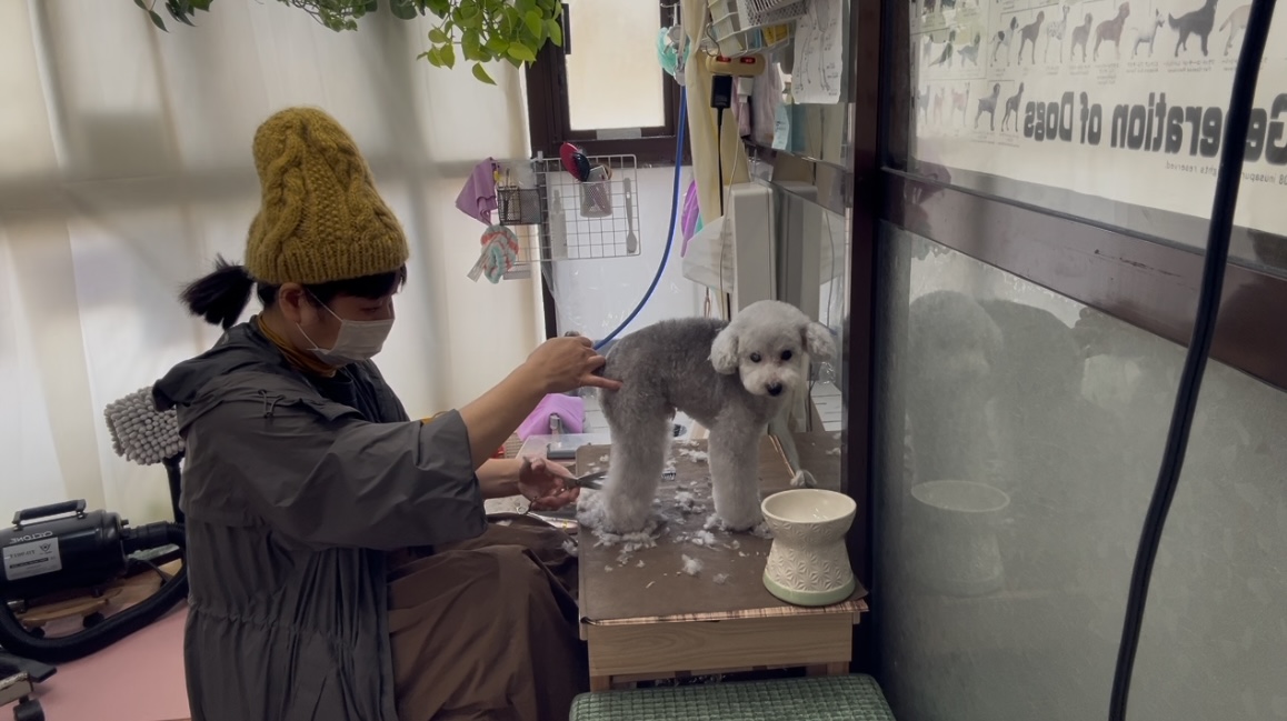 兵庫県西宮市のトリミングサロン Dog ケア Salon CANDYの10枚目