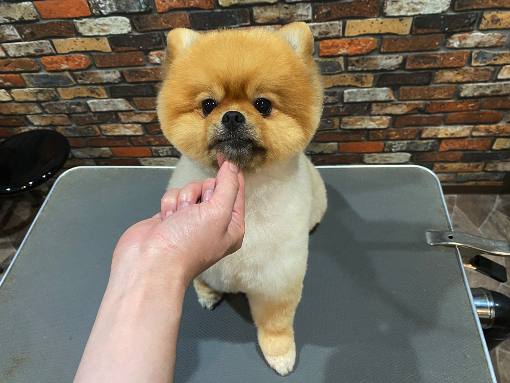 トリミングカット Dog Salon Souriqueの4枚目
