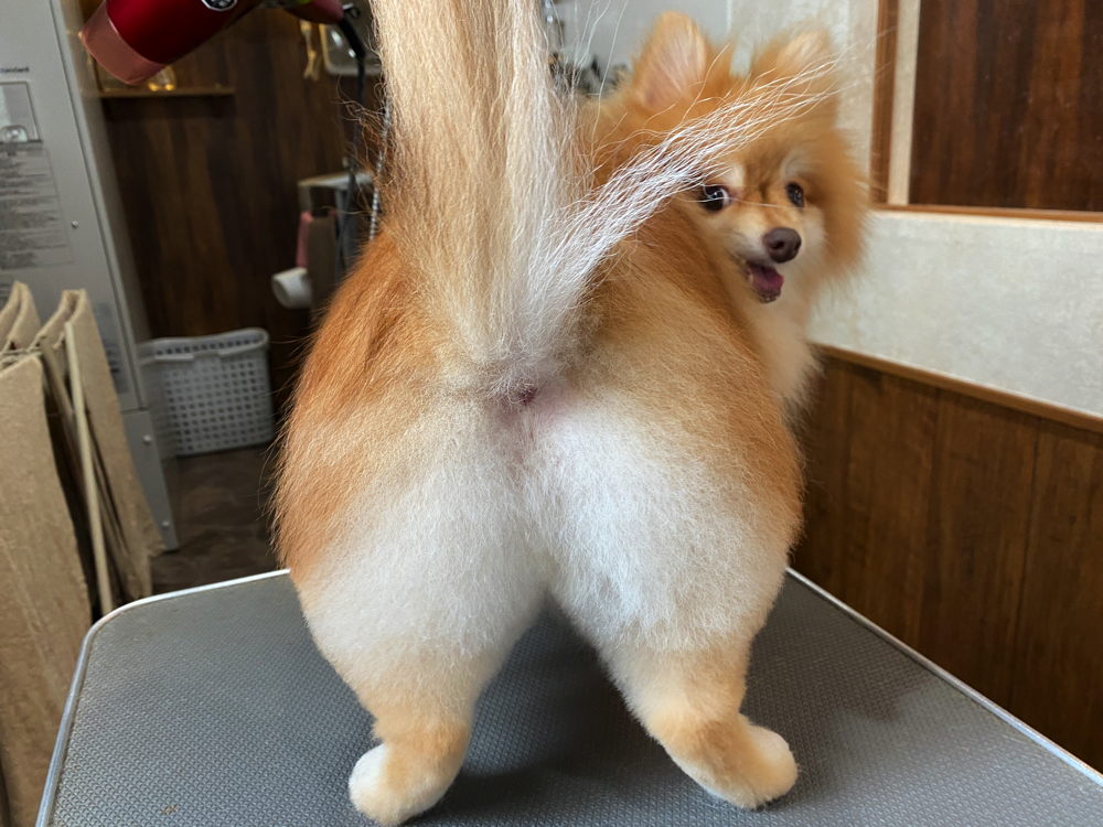 トリミングサロン Dog Salon Souriqueのトリミングカット-8164の5枚目