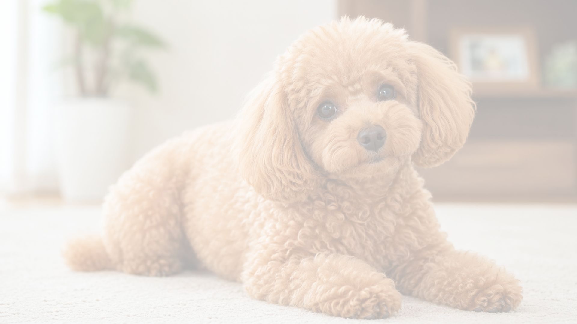 M'SDOG【出張専門】 2