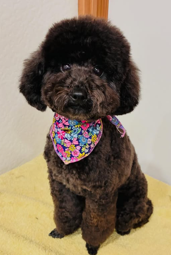 トイプードルのトリミングカット 犬の散髪屋　りあんの1枚目