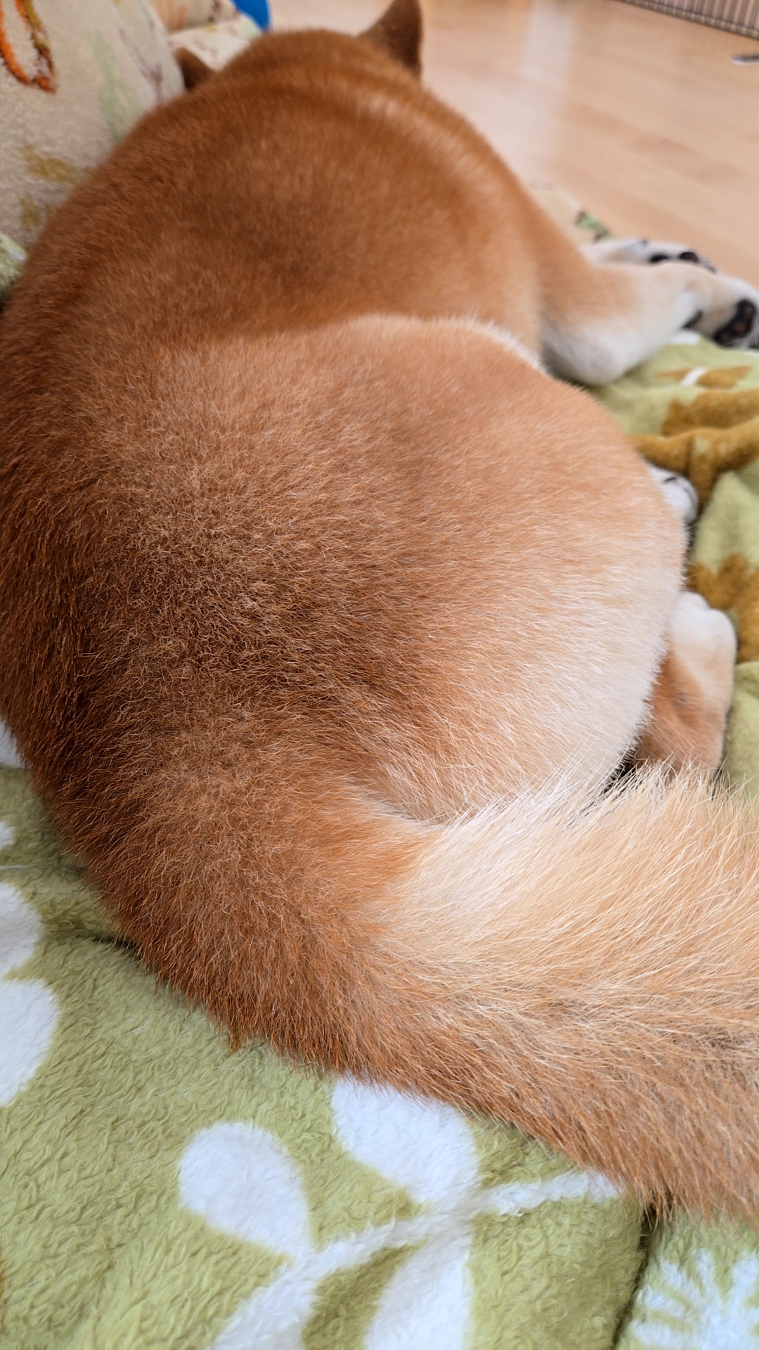 トリミングサロン Dog House Oneの口コミ-584の1枚目