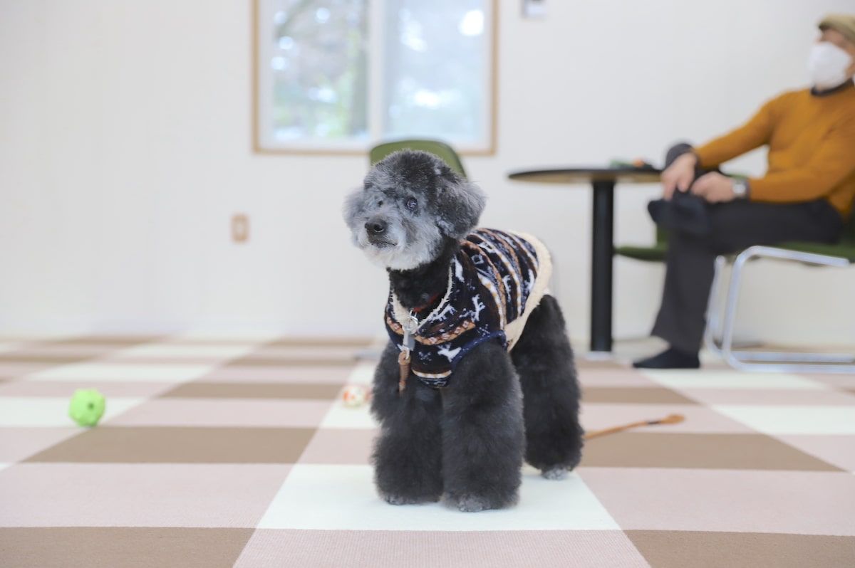 栃木県那須塩原市のトリミングサロン Dog Salon IPUの2枚目