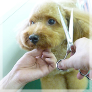大阪府豊中市のトリミングサロン Dog Care Salon Sham:poo+のサムネイル2枚目