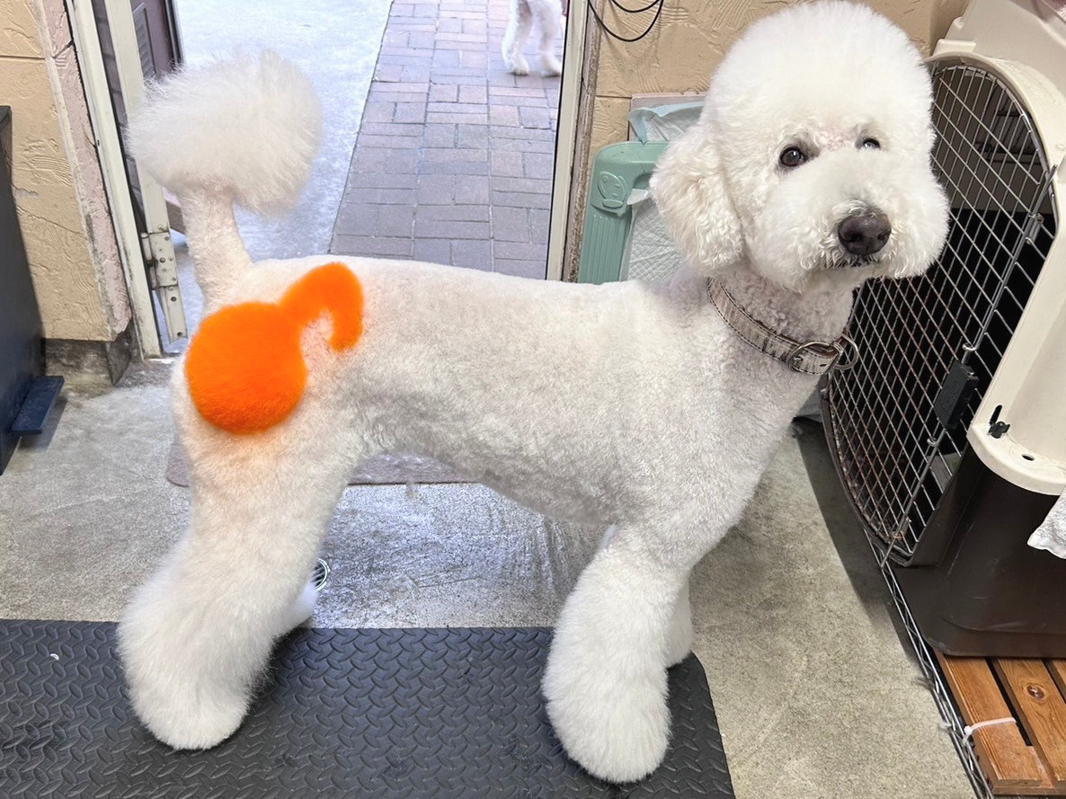 皆様の愛犬ちゃんを更に可愛く致します!