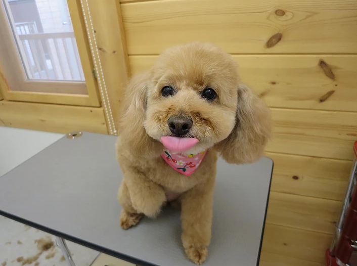 岡山県岡山市北区のトリミングサロン Dog Beauty Salon Seiのサムネイル2枚目