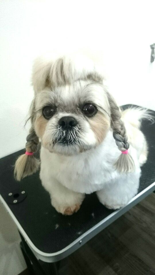 トリミングサロン DOG SALON HOSAKAのトリミングカット-1718の1枚目
