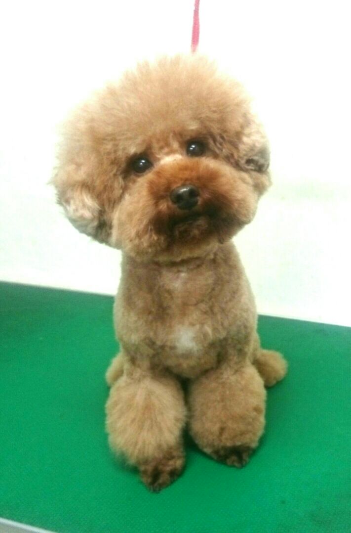 トリミングサロン DOG SALON HOSAKAのトリミングカット-1697の1枚目