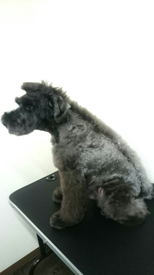 トリミングサロン DOG SALON HOSAKAのトリミングカット-1709の1枚目