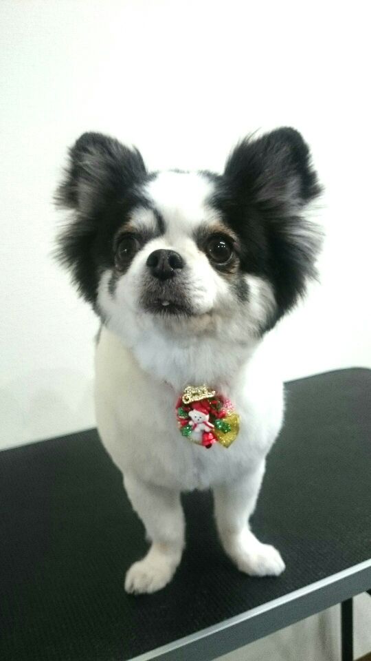 トリミングサロン DOG SALON HOSAKAのトリミングカット-1724の1枚目