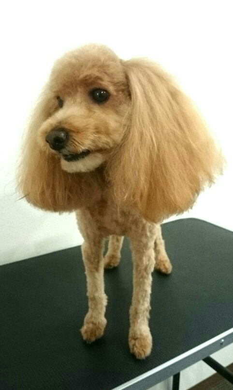 トリミングサロン DOG SALON HOSAKAのトリミングカット-1699の1枚目