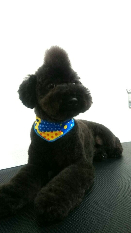 トリミングサロン DOG SALON HOSAKAのトリミングカット-1722の1枚目