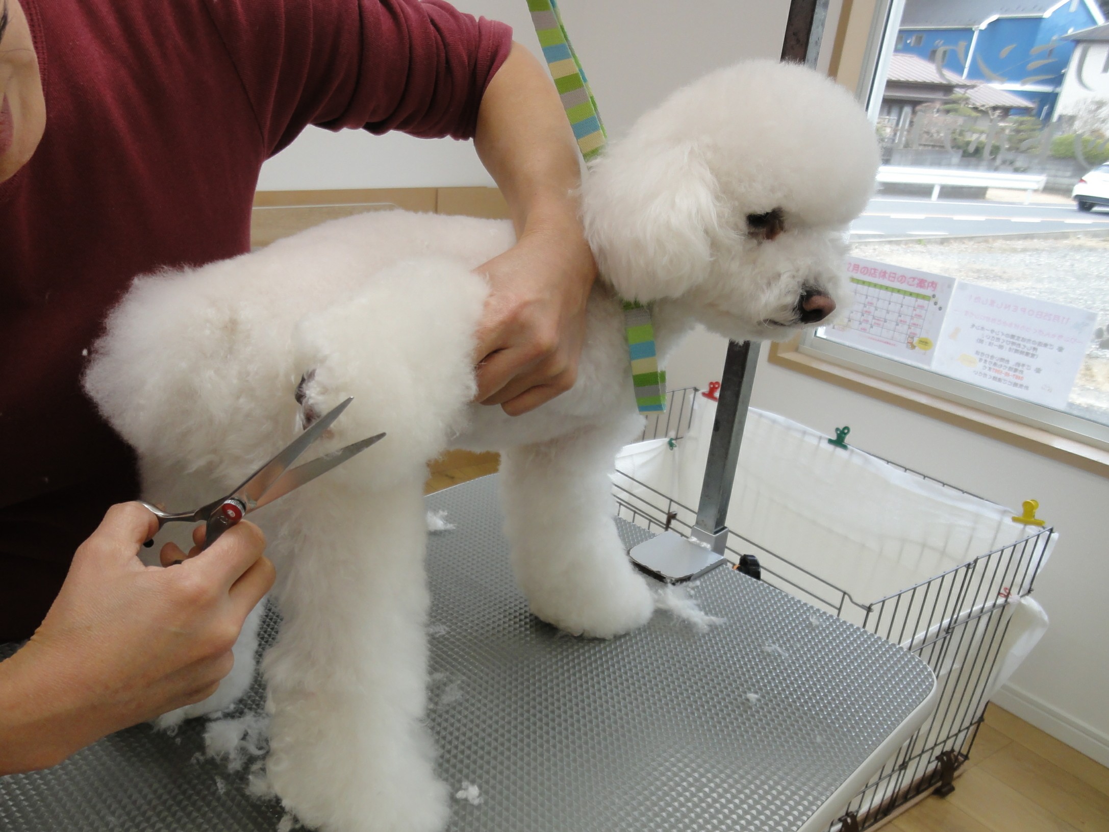 Dog Salon LEAD 4