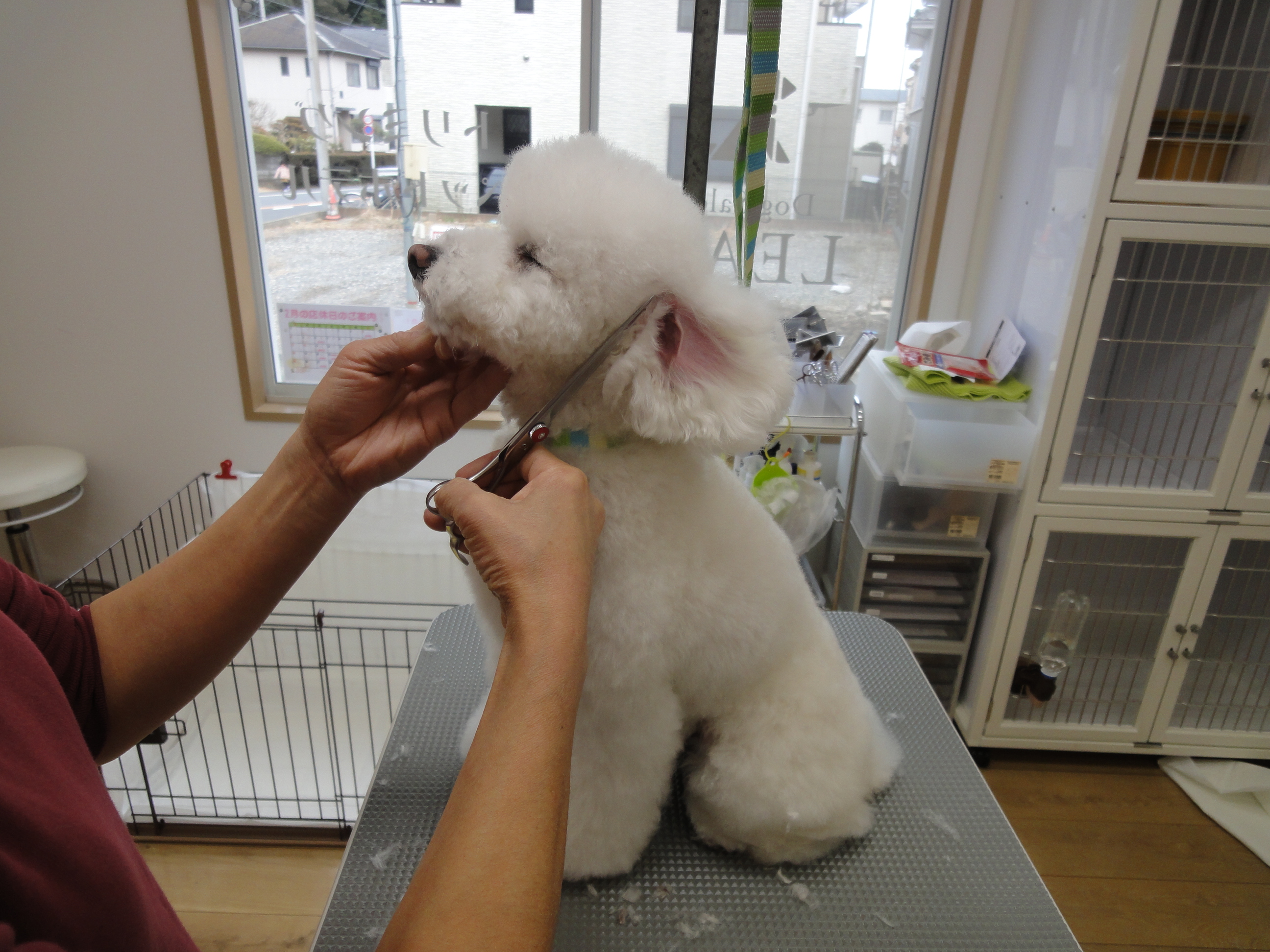 Dog Salon LEAD 3