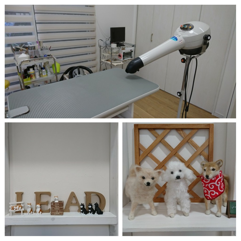 Dog Salon LEAD 2