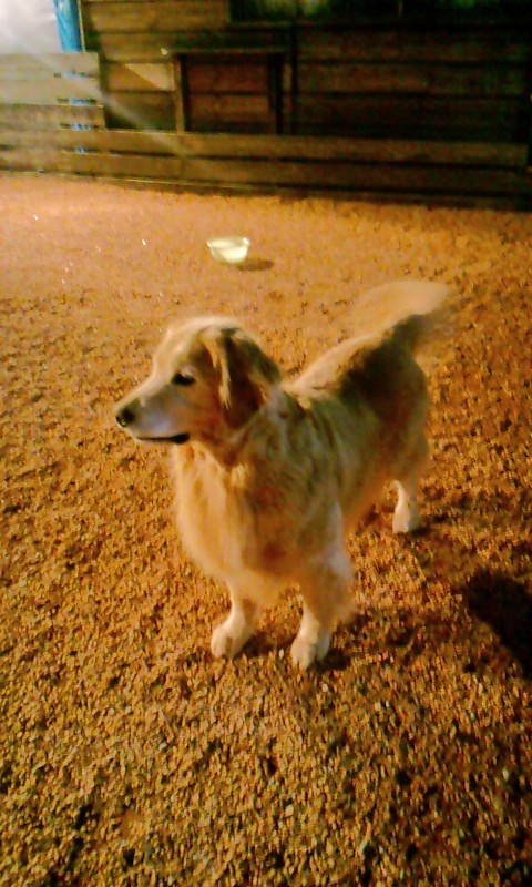 トリミングカット dog house BETTYの1枚目