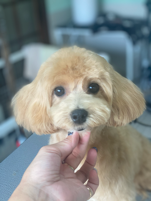 KAPUA ~Dog Salon & Beauty~ のサムネイル