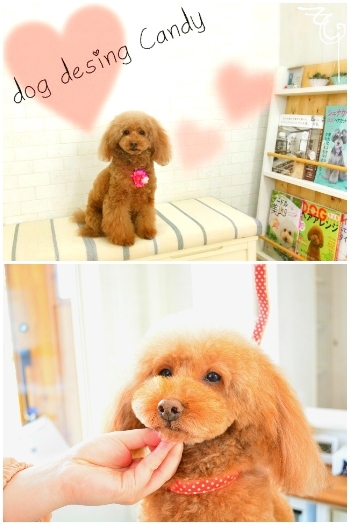 千葉県大網白里市のトリミングサロン dog design Candyの2枚目