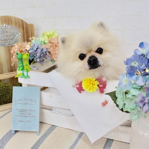 千葉県大網白里市のトリミングサロン dog design Candyの4枚目