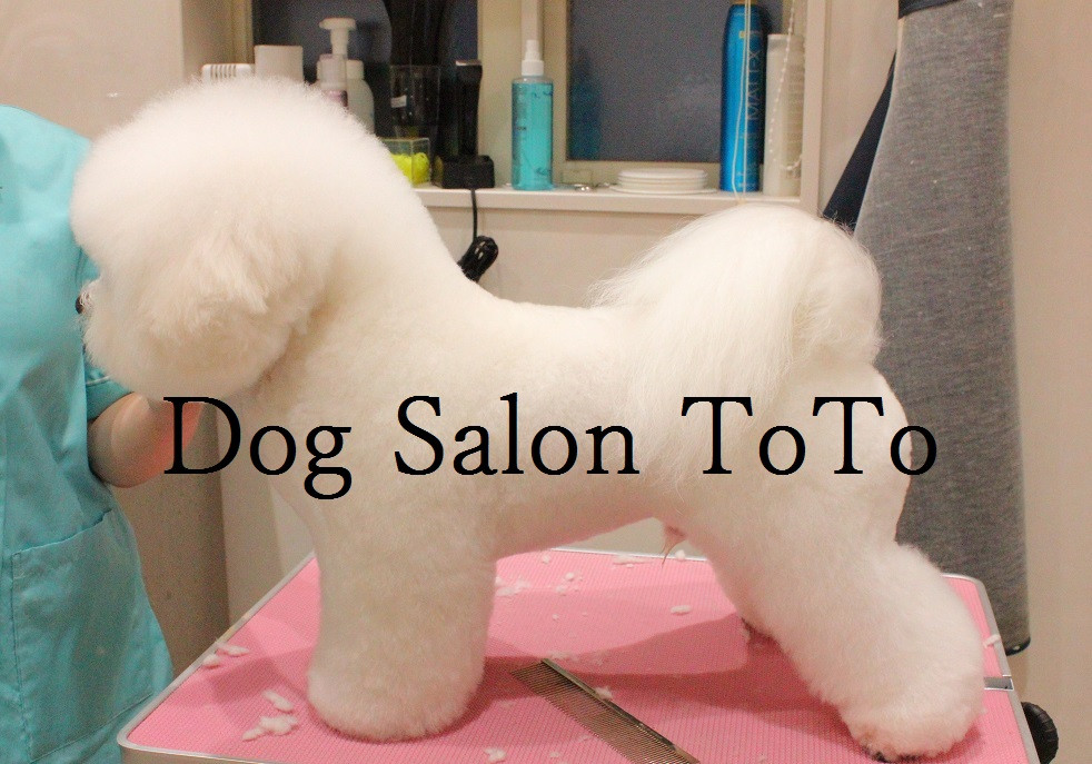 大阪府河内長野市のトリミングサロン Dog Salon TOTOの2枚目