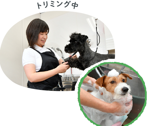 埼玉県さいたま市見沼区のトリミングサロン BASE Dog Training Schoolのサムネイル2枚目