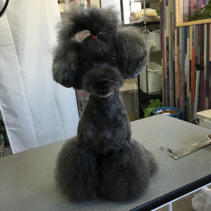 千葉県船橋市のトリミングサロン FurBaby'sSalonの6枚目