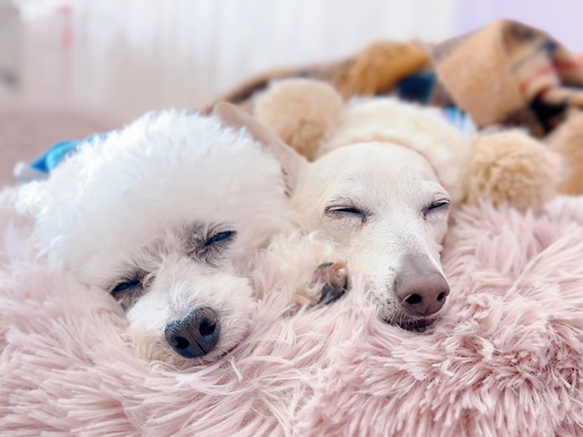 DogSalon Lavandula 2