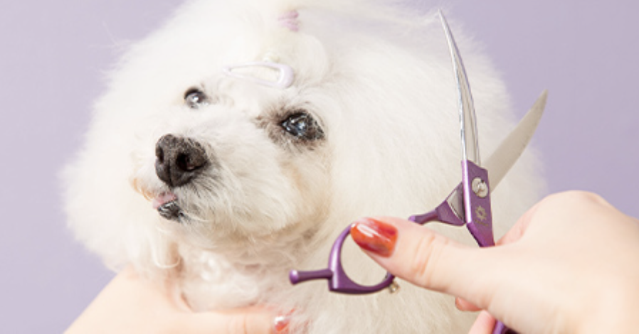 DogSalon Lavandula 3