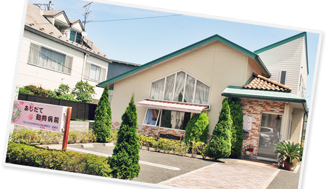 あしだて動物病院