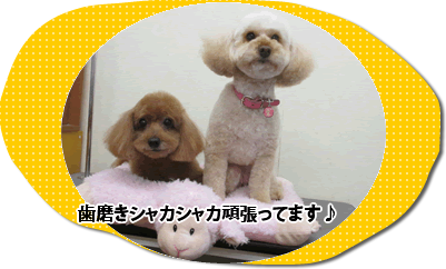 歯磨きの重要性